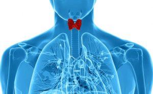 25 травня – Всесвітній день щитоподібної залози (World Thyroid Day)